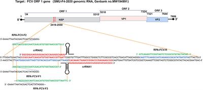 CRISPR-Cas13a Based Visual Detection Assays for Feline Calicivirus Circulating in Southwest China